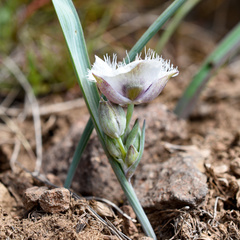 Calochortus elegans nanus