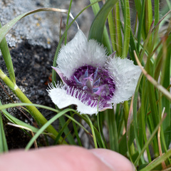 Calochortus elegans nanus
