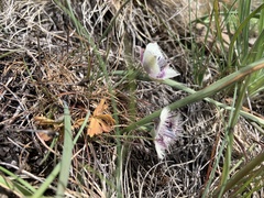 Calochortus elegans nanus