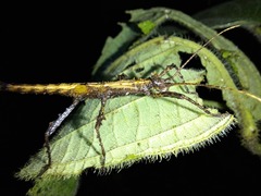 Creoxylus