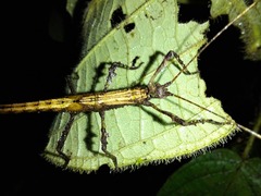 Creoxylus