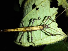 Creoxylus