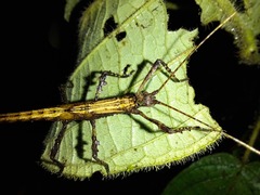Creoxylus