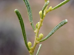 Acacia wilhelmiana