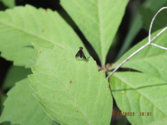 Chrysopilus quadratus