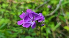 Phlox floridana