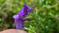 Phlox floridana