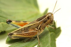 Dichroplus pratensis