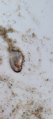 Donax gouldii