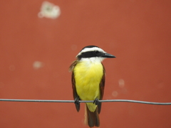 Pitangus sulphuratus