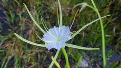 Hymenocallis henryae var. glaucifolia image