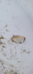 Donax gouldii