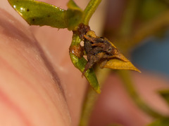 Asphondylia silicula
