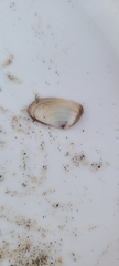 Donax gouldii
