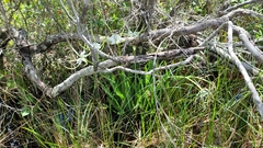 Hymenocallis henryae image