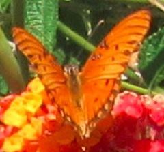 Dione vanillae