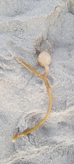 Macrocystis pyrifera
