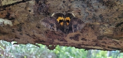 Catocala muliercula