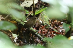 Pnoepyga pusilla