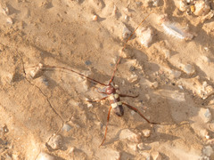 Aethecerinus latecinctus
