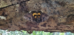 Catocala muliercula
