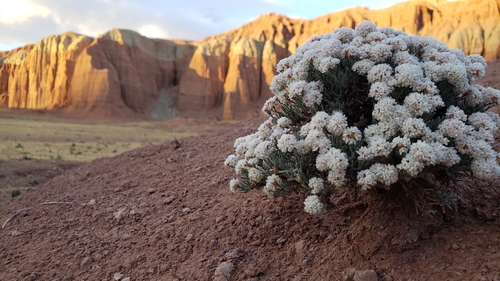 Eriogonum bicolor M.E.Jones
