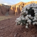 Eriogonum bicolor - Photo (c) clivensperger, algunos derechos reservados (CC BY-NC)