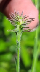 Symphyotrichum plumosum image
