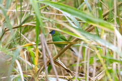 Erythrura trichroa