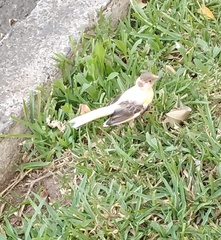 Serinus canaria domesticus