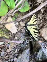 Papilio appalachiensis
