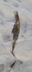 Macrocystis pyrifera