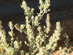 Atriplex elegans