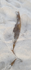 Macrocystis pyrifera