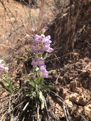 Penstemon laevis