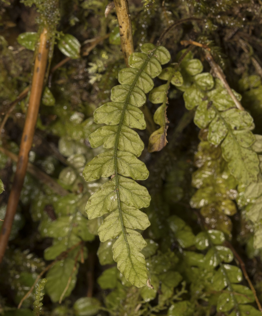 Blechnum corralense