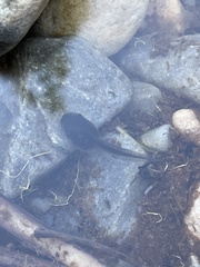 Pseudacris hypochondriaca