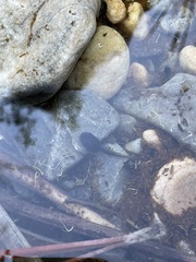 Pseudacris hypochondriaca