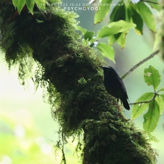 Brachypteryx cruralis