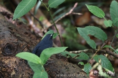 Brachypteryx cruralis