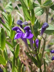 Scutellaria siphocampyloides