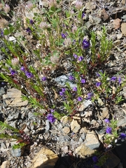 Scutellaria siphocampyloides
