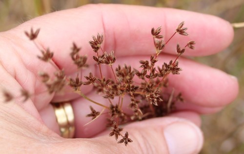 Image of Juncus dubius by (c) Millie Basden, some rights reserved (CC BY)