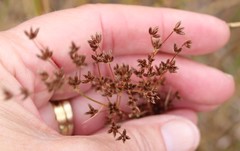 Juncus dubius