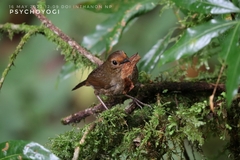 Brachypteryx cruralis