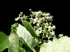 Buddleja dysophylla