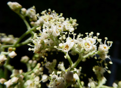 Buddleja dysophylla