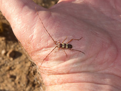 Aethecerinus latecinctus