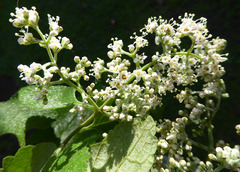 Buddleja dysophylla