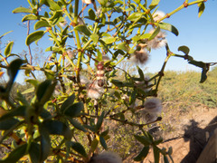 Aethecerinus latecinctus